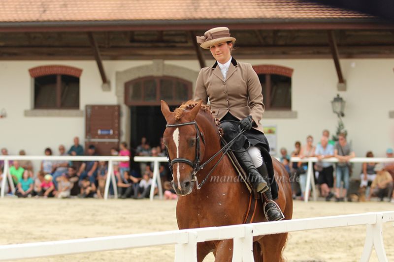 Freibergerhengst Don Festino unter dem Damensattel 2014
