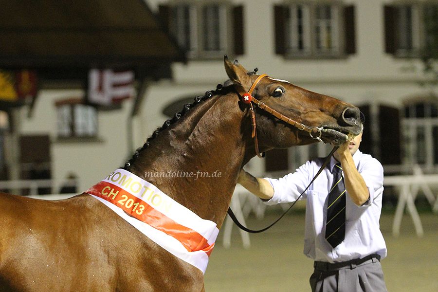 FM Hengst Népal, étalon FM Népal FM Hengst Nepal, Freiberger Pferd Nepal, cheval Franches Montagnes Népal, étalon FM Népal