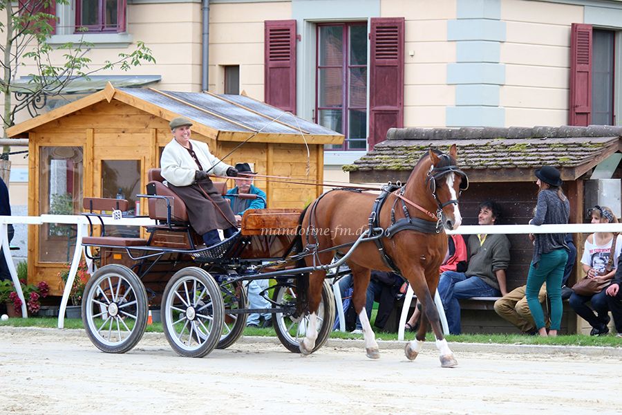 FM Hengst Erode Equus Helvéticus 2014, étalon FM Erode