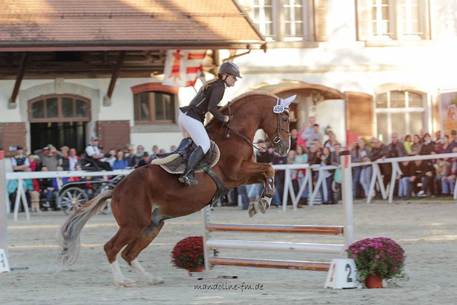 FM Hengst Nectar II, étalon FM Nectar II