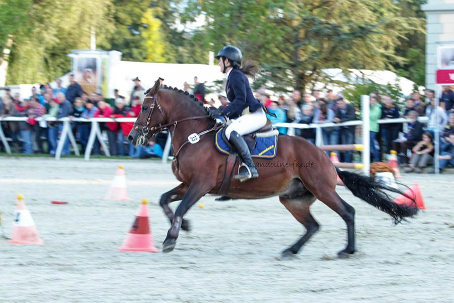 étalon FM Historique, FM Hengst Historique
