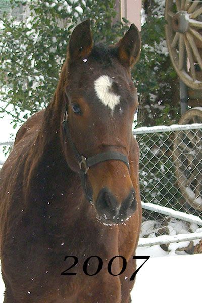Luna vor 2008 Freiberger Pferd, FM Stute Luna, cheval Franches Montagnes, jument FM Luna