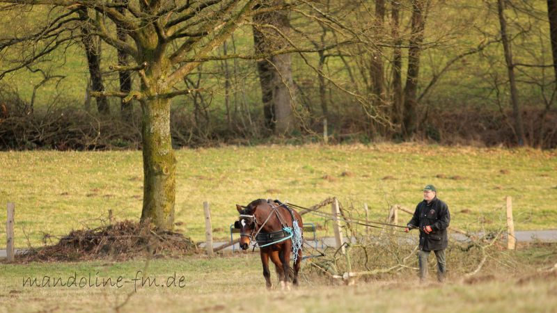 Freiberger Stute Luna hilft beim Holzrücken