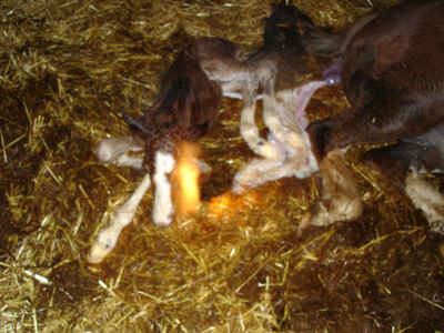 Die Geburt des Freiberger Fohlens Queshya, la pouliche FM Queshya