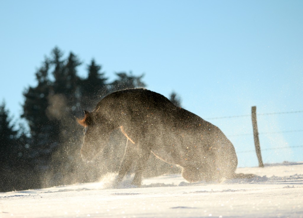 Freiberger Wallach Quinn von Quinto Freiberger Wallach Quinn von Quinto
