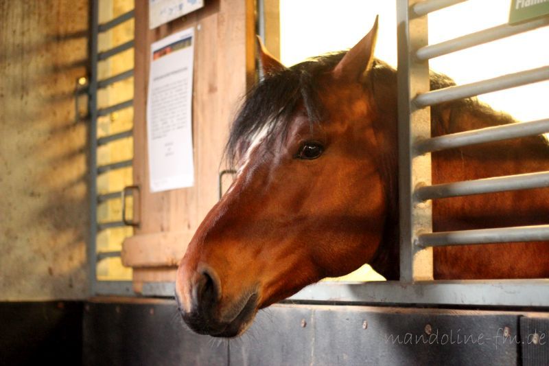 FM Hengst Don Caprio