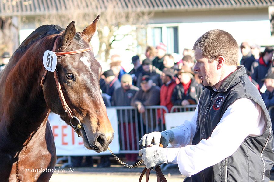 FM Hengst Enrice Glovelier 2015, étalon FM Enrice Glovelier 2015