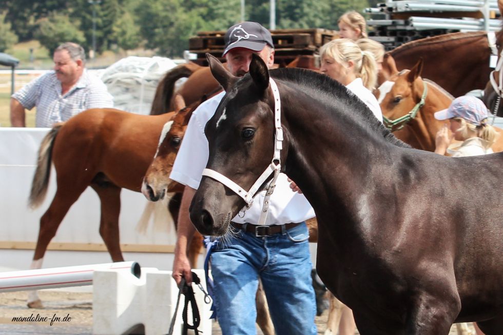 Hengstanwärter Hardbreaker