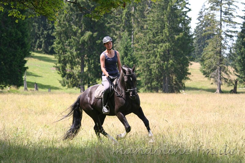 FM Hengst Hayden 2014, étalon FM Hayden