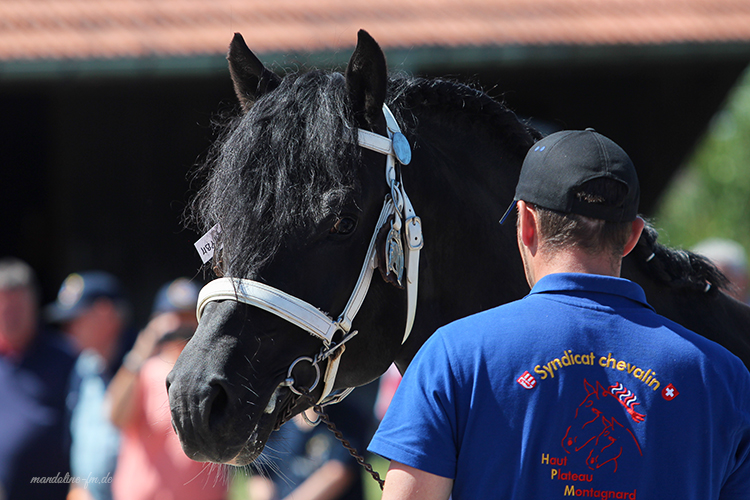 H-Linie FM Hengst Hayden (Houston/ Eiger)