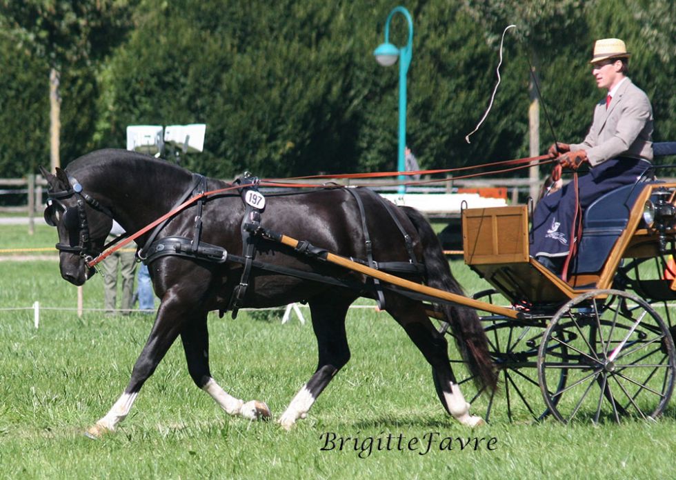 FM Hengst Hayden/ étalon FM Hayden FM Hengst Hayden an der Kutsche mit Thierry Froidevaux, étalon FM Hayden attelage avec Thierry Froidevaux