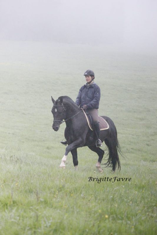 Freibergerhengst Hayden (Houston/ Eiger), étalon Franche Montagne Hayden (Houston/ Eiger) FM Hengst Hayden unter dem Sattel mit Brigitte Favre, étalon FM Hayden avec Brigitte Favre