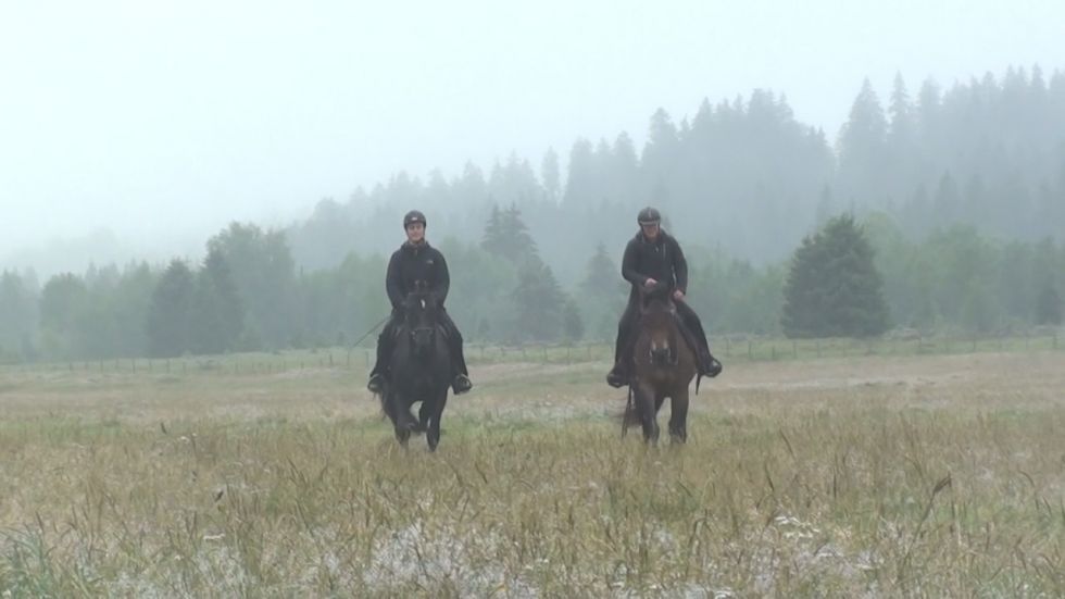 FM Hengst Hayden und FM Stute Quyara, étalon FM Hayden et jument FM Quyara