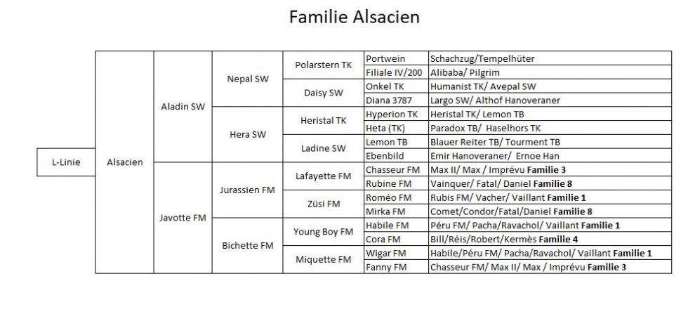 Stammbaum Alsacien