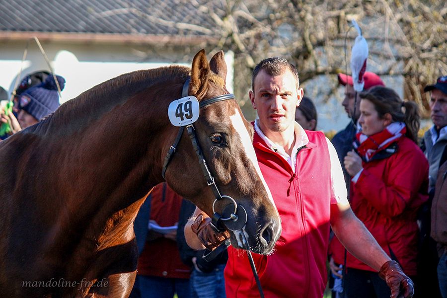 FM Hengst Landlord, étalon FM Landlord