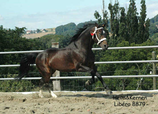 Freibergerhengst Libéro FM Hengst Libéro von Lambado Boy/ Eiger