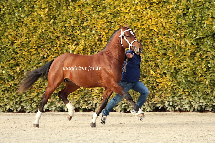 FM Hengst Lionel, étalon FM Lionel, Franches Montagnes stallion Libéro, light draft horse from Switzerland