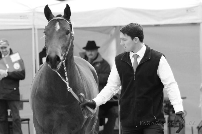 Freibergerhengst Lovari FM Hengst Lovari von Littoral