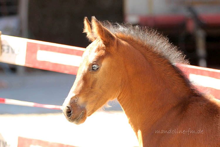Freiberger Pferd, Naron 2015 (Nikito/ Don Flamingo)