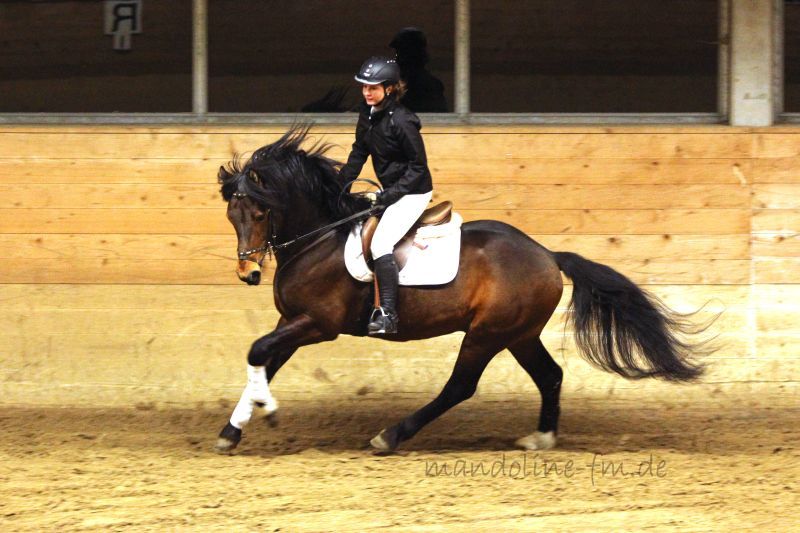 FM Hengst Nitendo von Noble Coeur/ Ecossais Bellelay 2014