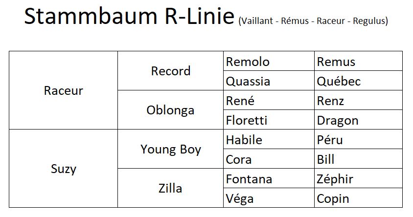 Stammbaum Regulus Freiberger Pferd R-Linie