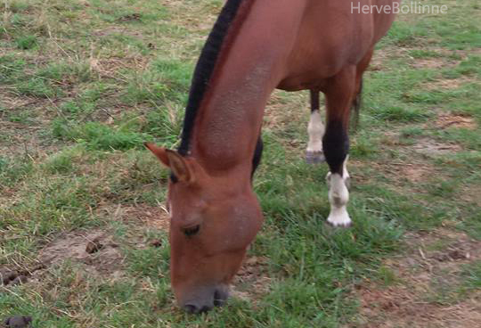 FM Hengst Rothschild, étalon FM Rothschild