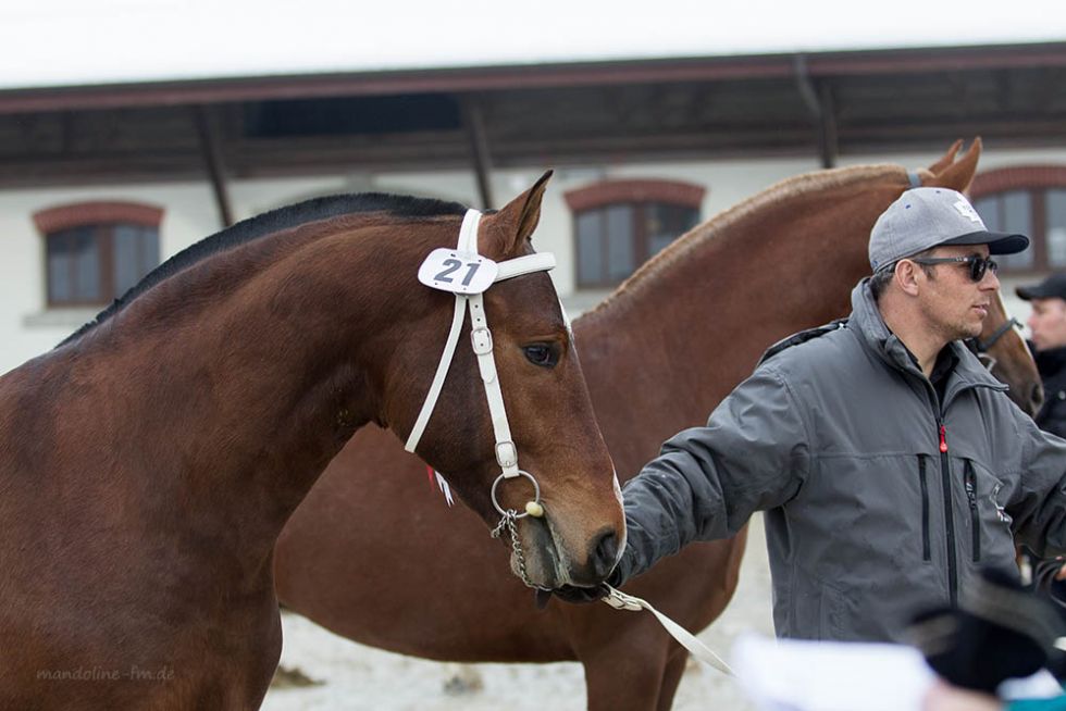 Valens du Pontet étalon FM