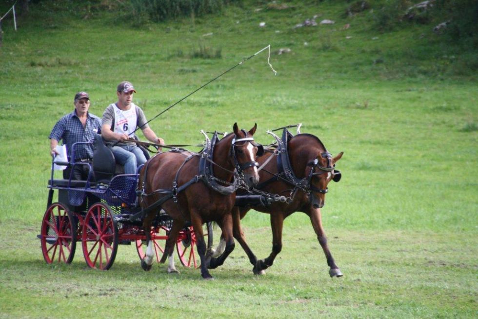 Festina Festina Mutter des FM Hengstes Don Festino, Festina mère d'étalon FM Don Festino